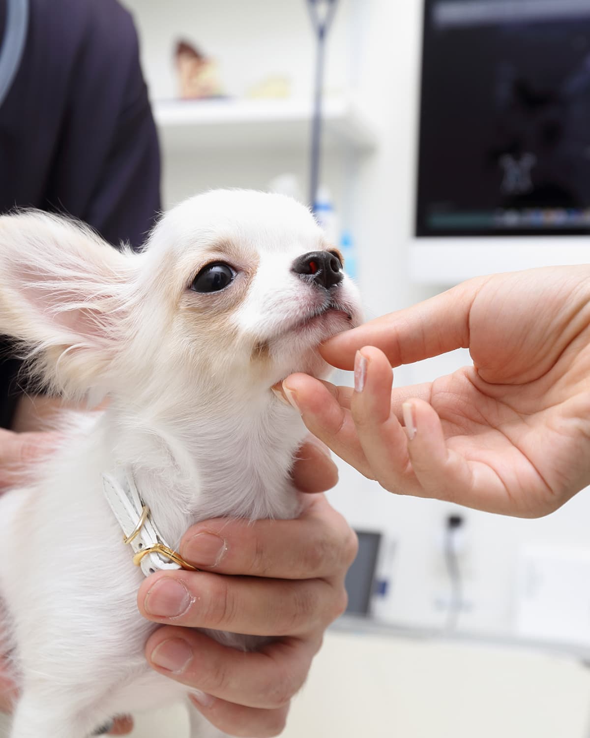 犬の画像