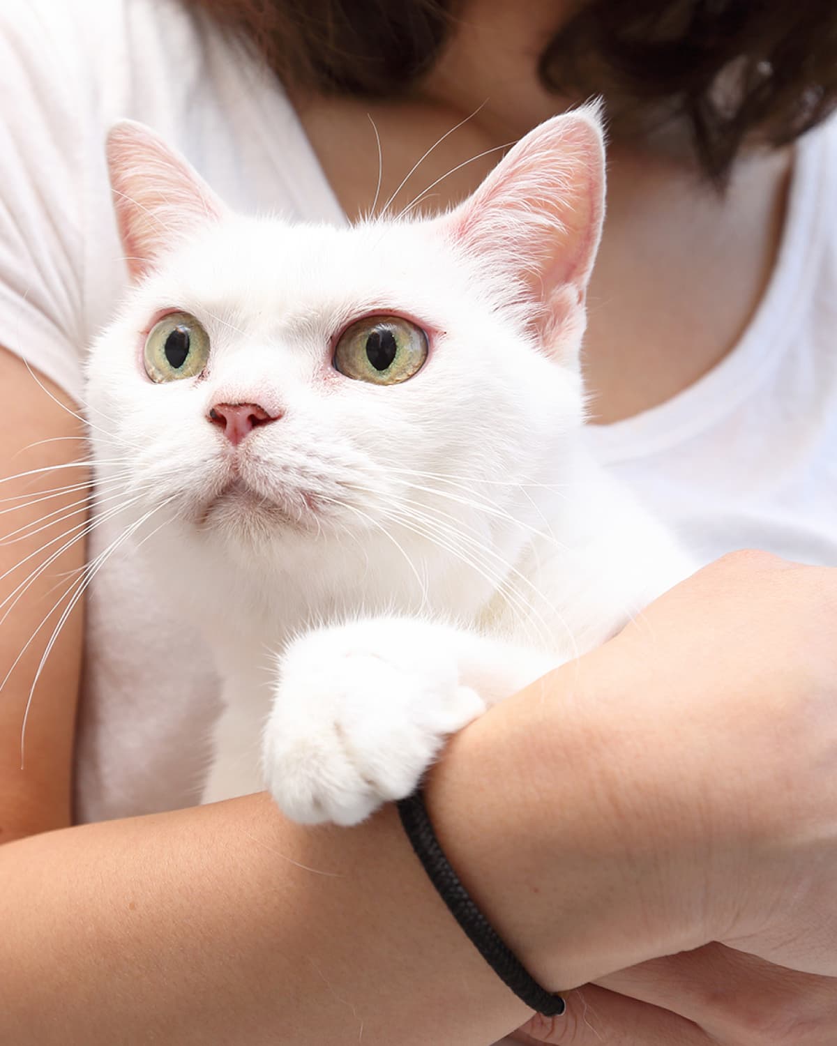 猫の画像