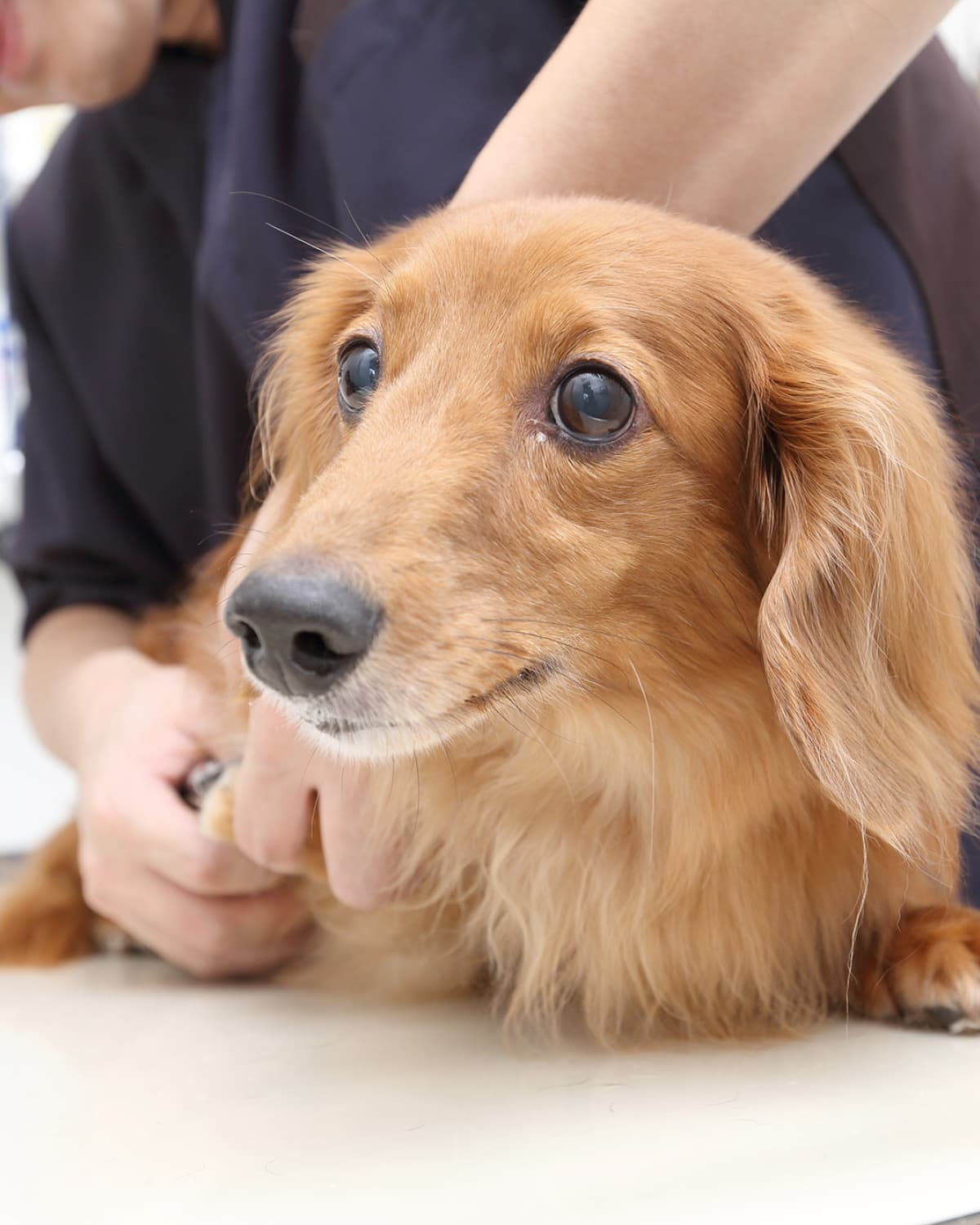 犬の画像