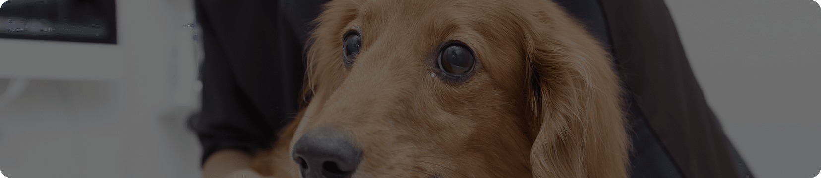 犬の歯の病気
