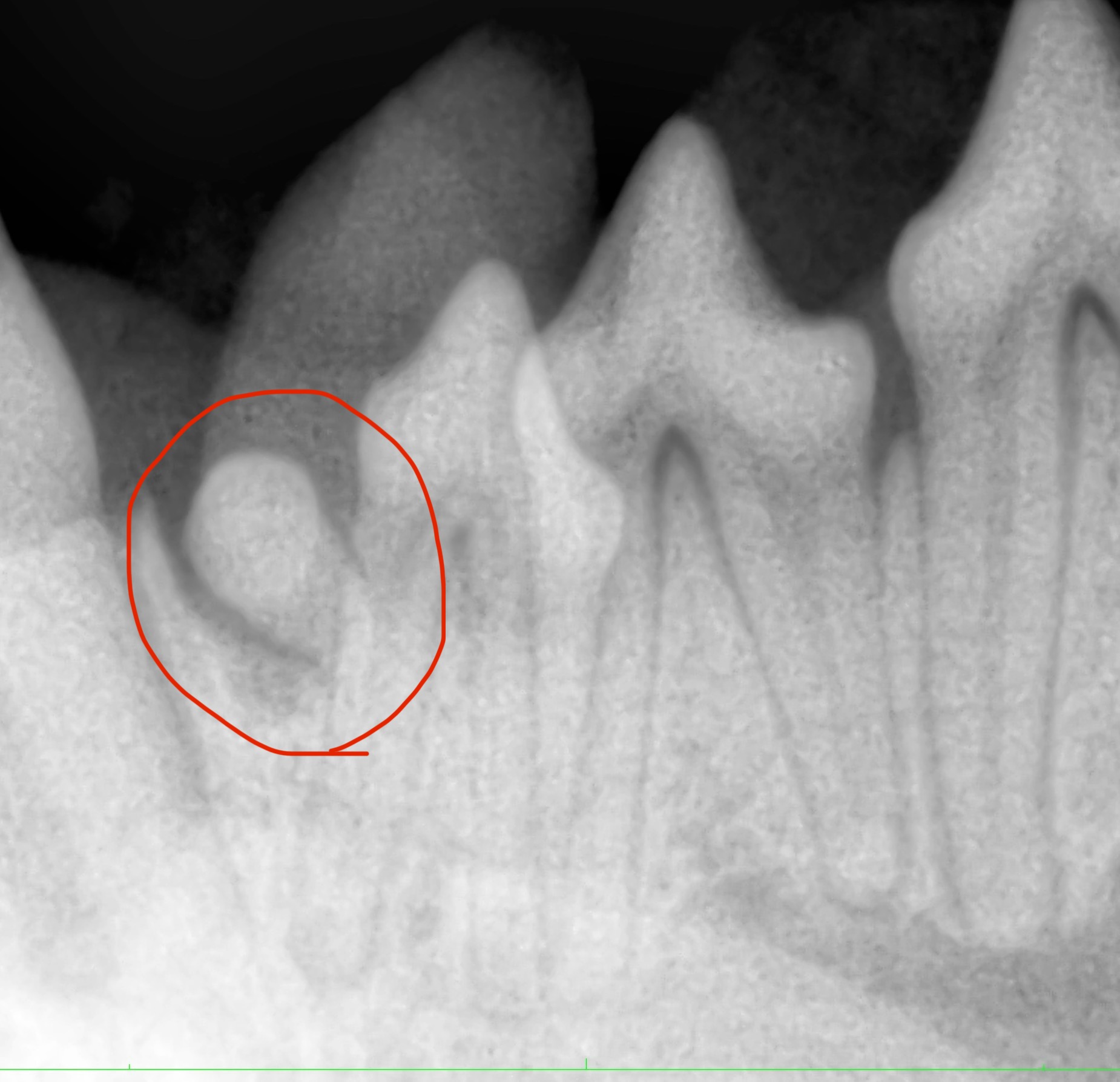 【歯科・外科症例】歯が足りない？「埋伏歯」と短頭種の呼吸ケア