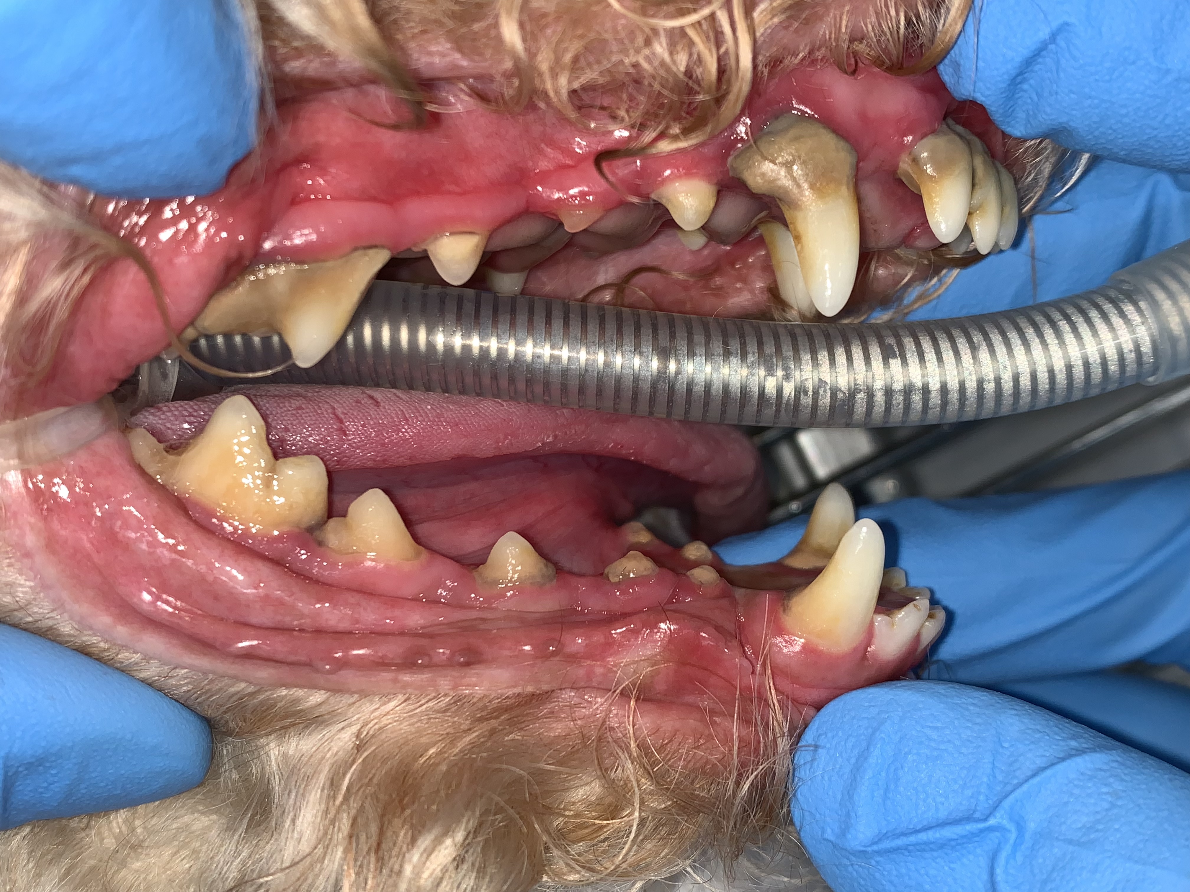 12歳トイプードルさんの歯科処置（歯周病処置＋歯石除去）