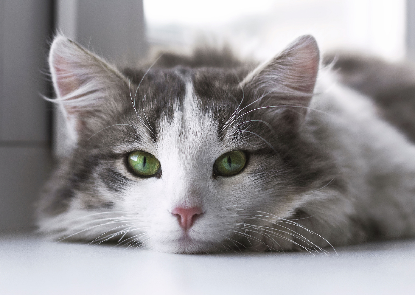 愛猫に苦しそうな咳や呼吸が見られる｜猫の喘息について