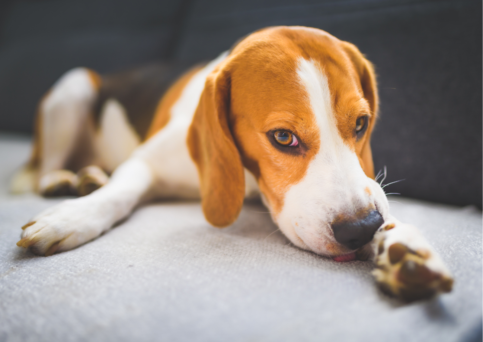 犬のノミアレルギー性皮膚炎について｜ごく少数のノミでも激しいかゆみが出る