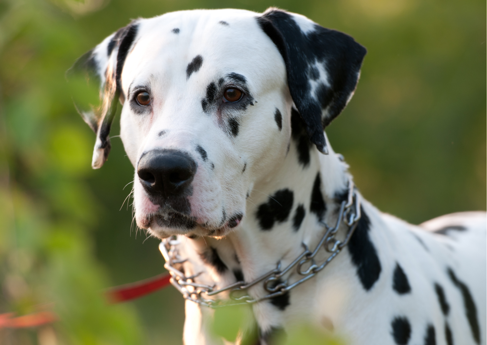 犬の喉頭麻痺について｜つらそうに呼吸をしていたら要注意