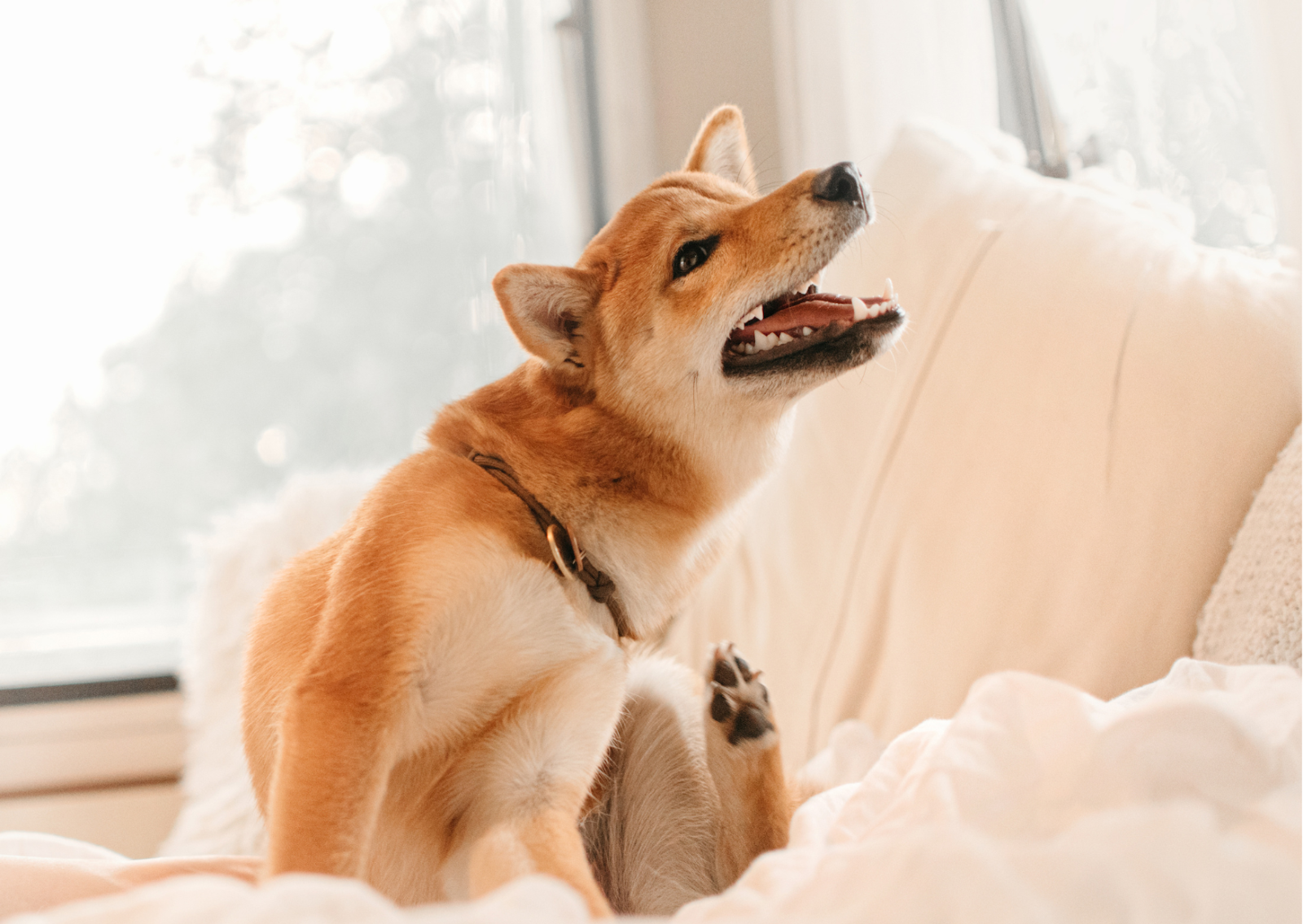 犬と猫のマラセチア皮膚炎について｜シャンプー療法はその後の保湿も大切