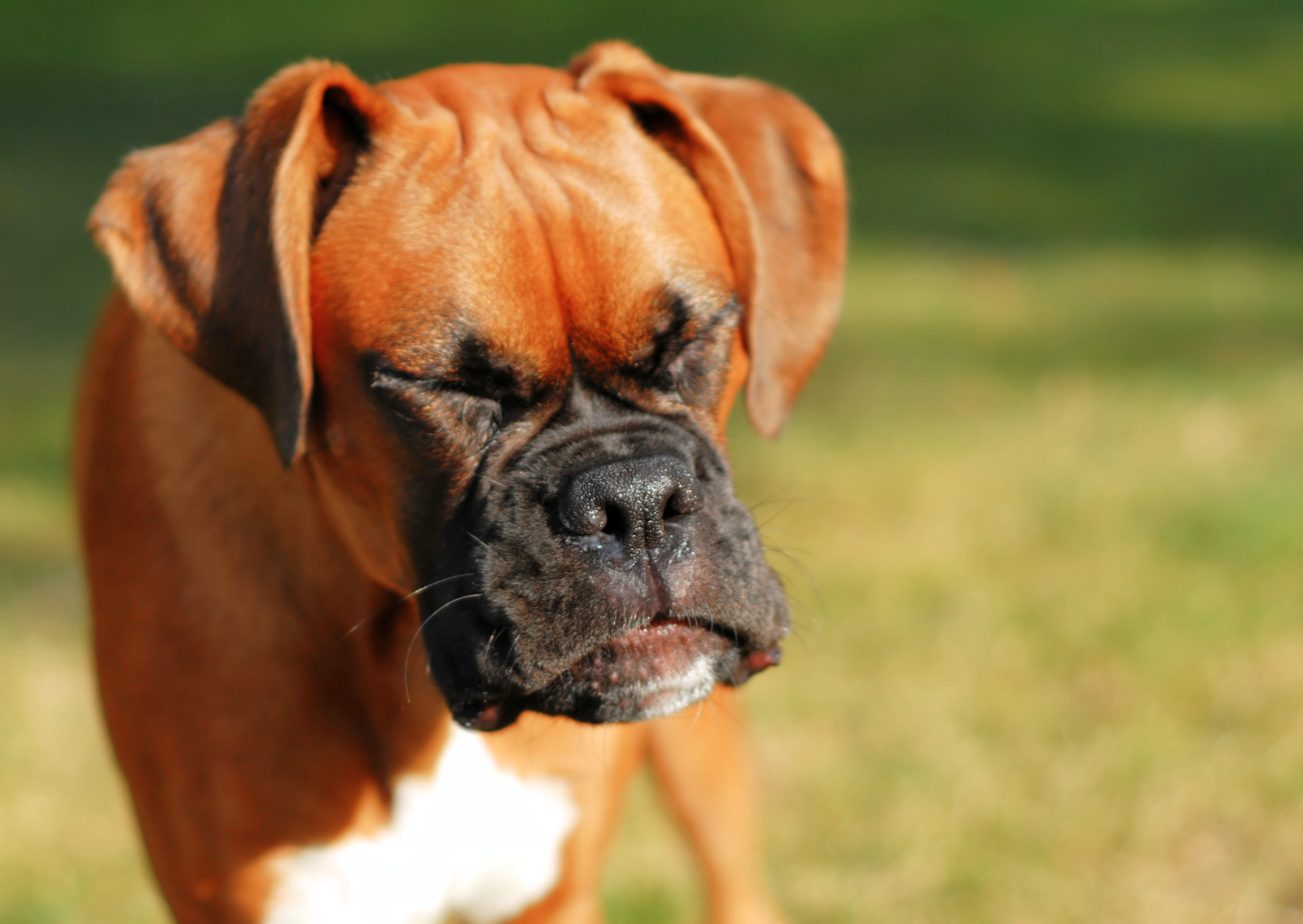 愛犬の咳が止まらない!|原因と対処法を獣医師が解説