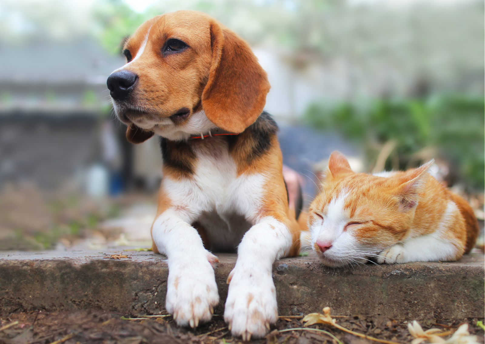 痒みが原因で生活の質が低下する？｜犬と猫のアトピー性皮膚炎について