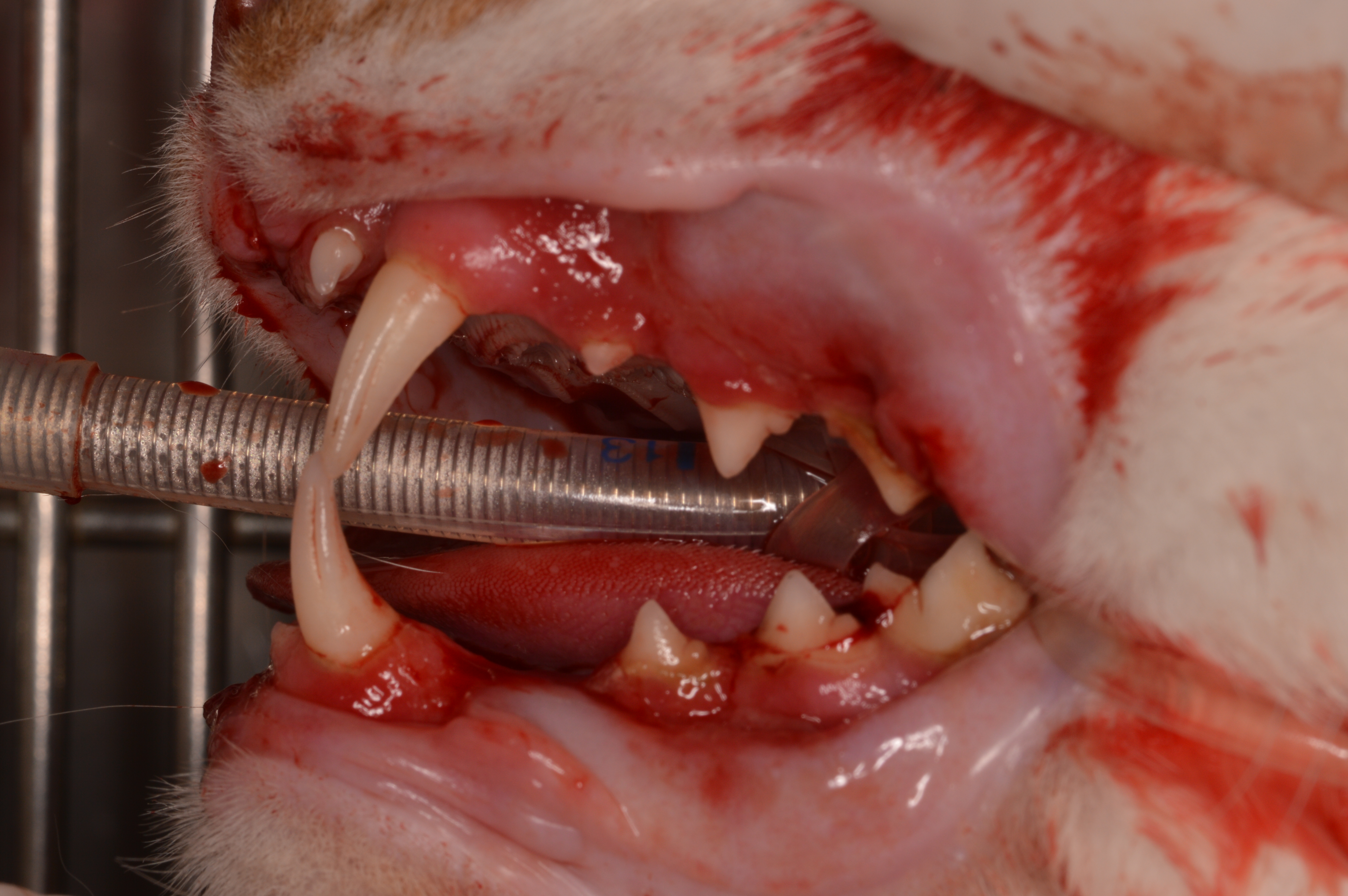 【歯科症例】口内炎の治療のために全抜歯（総顎抜歯）を行った猫ちゃん🐱