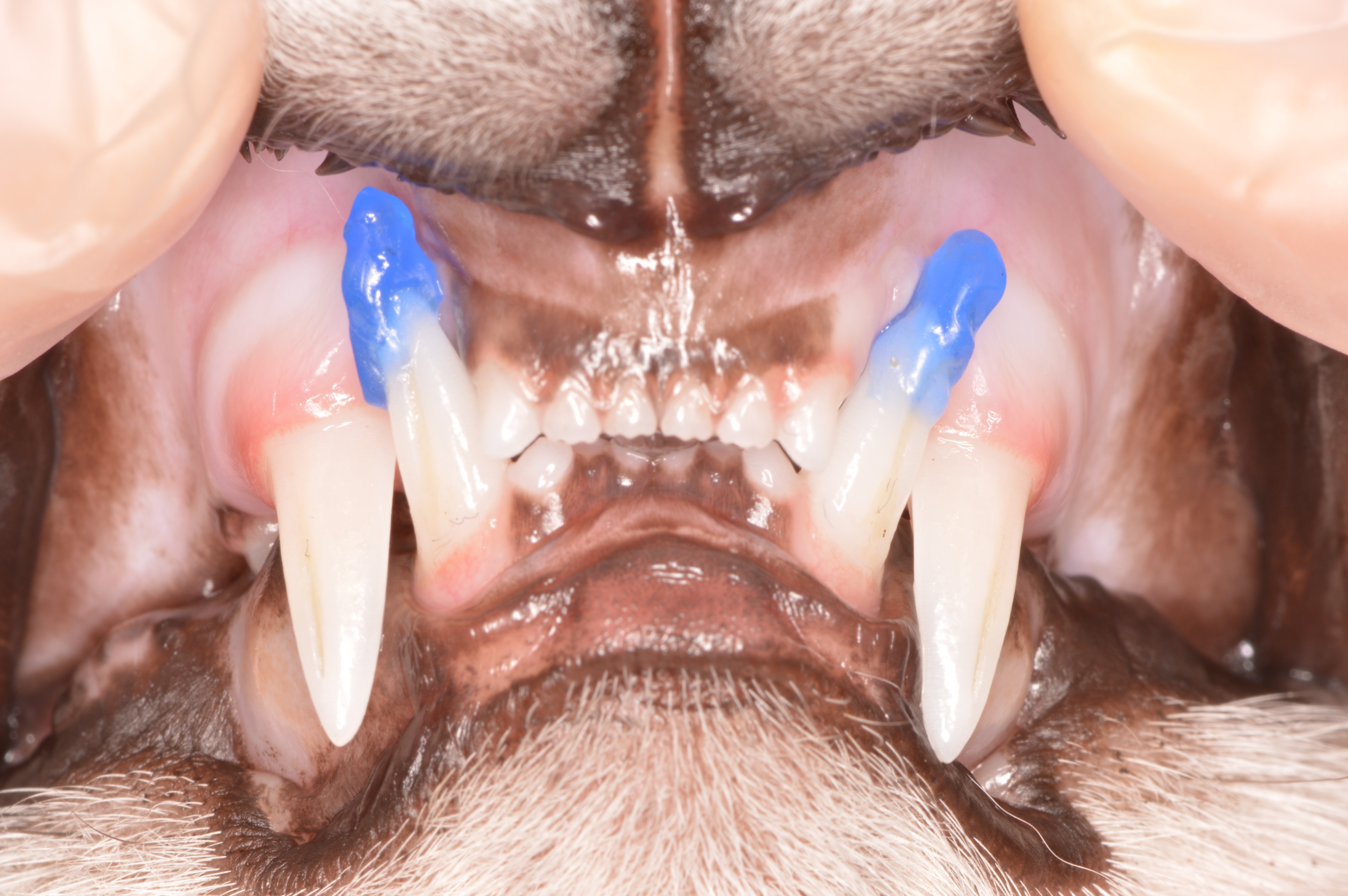 【症例紹介】歯肉に刺さっていた犬歯が矯正によって改善した猫ちゃん