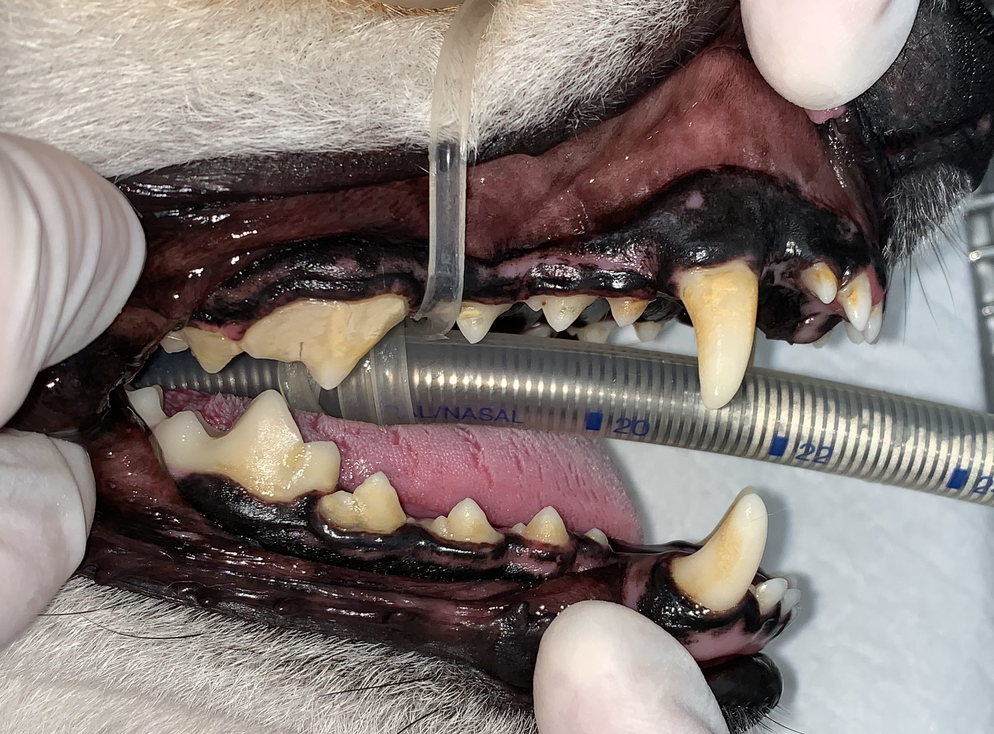 4歳柴犬さんの歯石除去