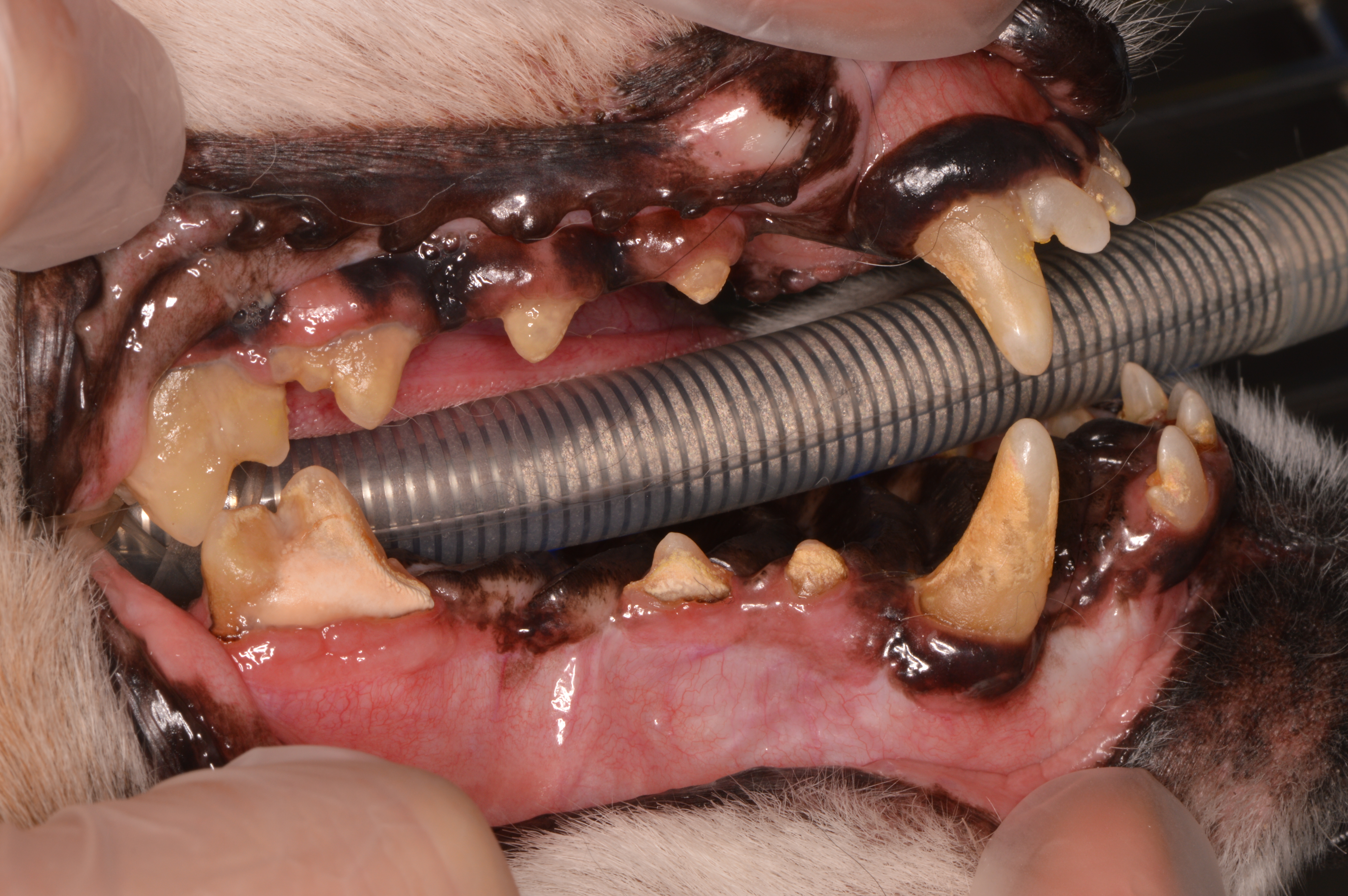 【症例報告】17歳のミニチュアダックスさん、無事に歯科手術を完了！