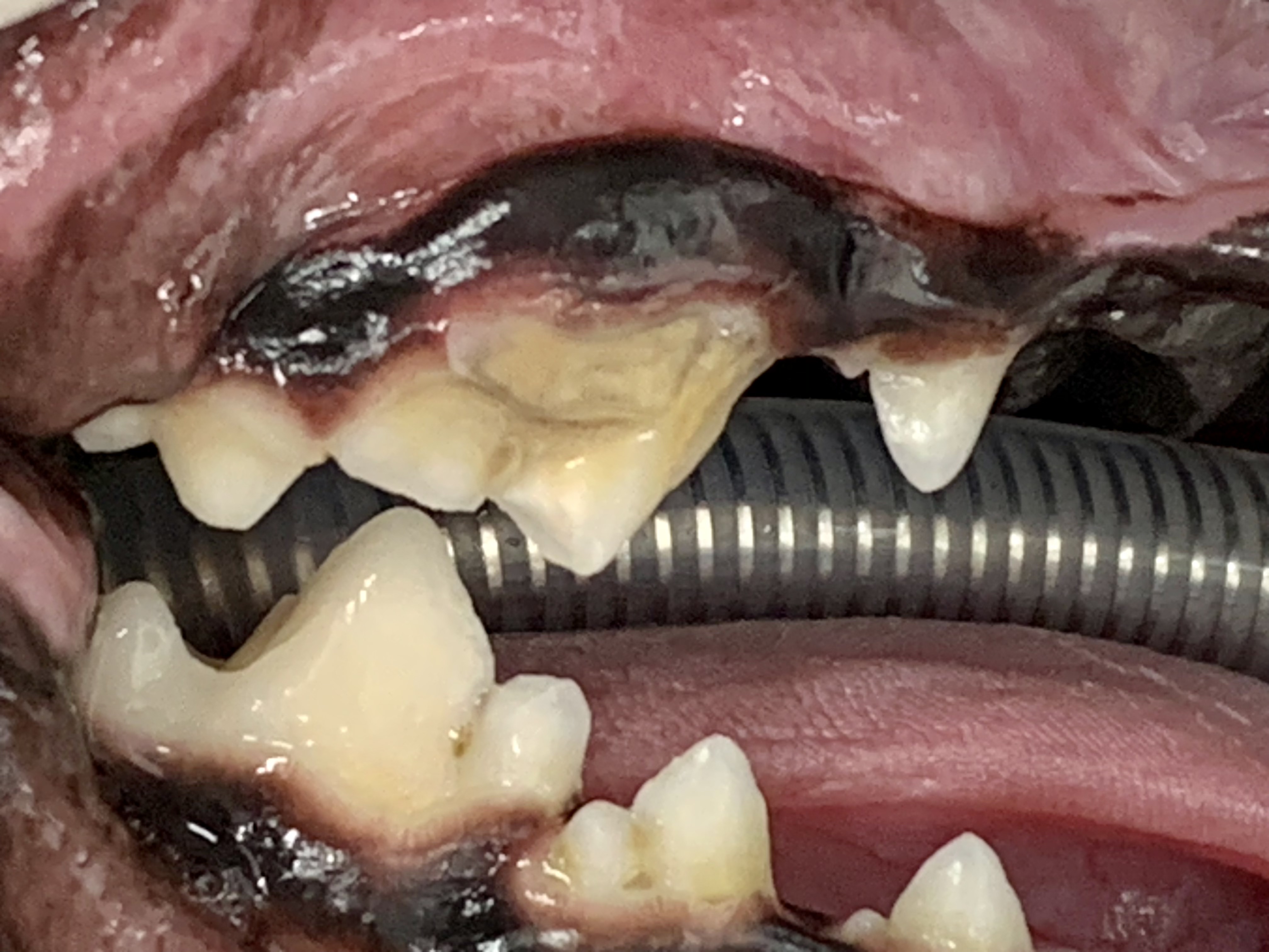 〈症例紹介〉破折した歯の修復を試みた柴犬