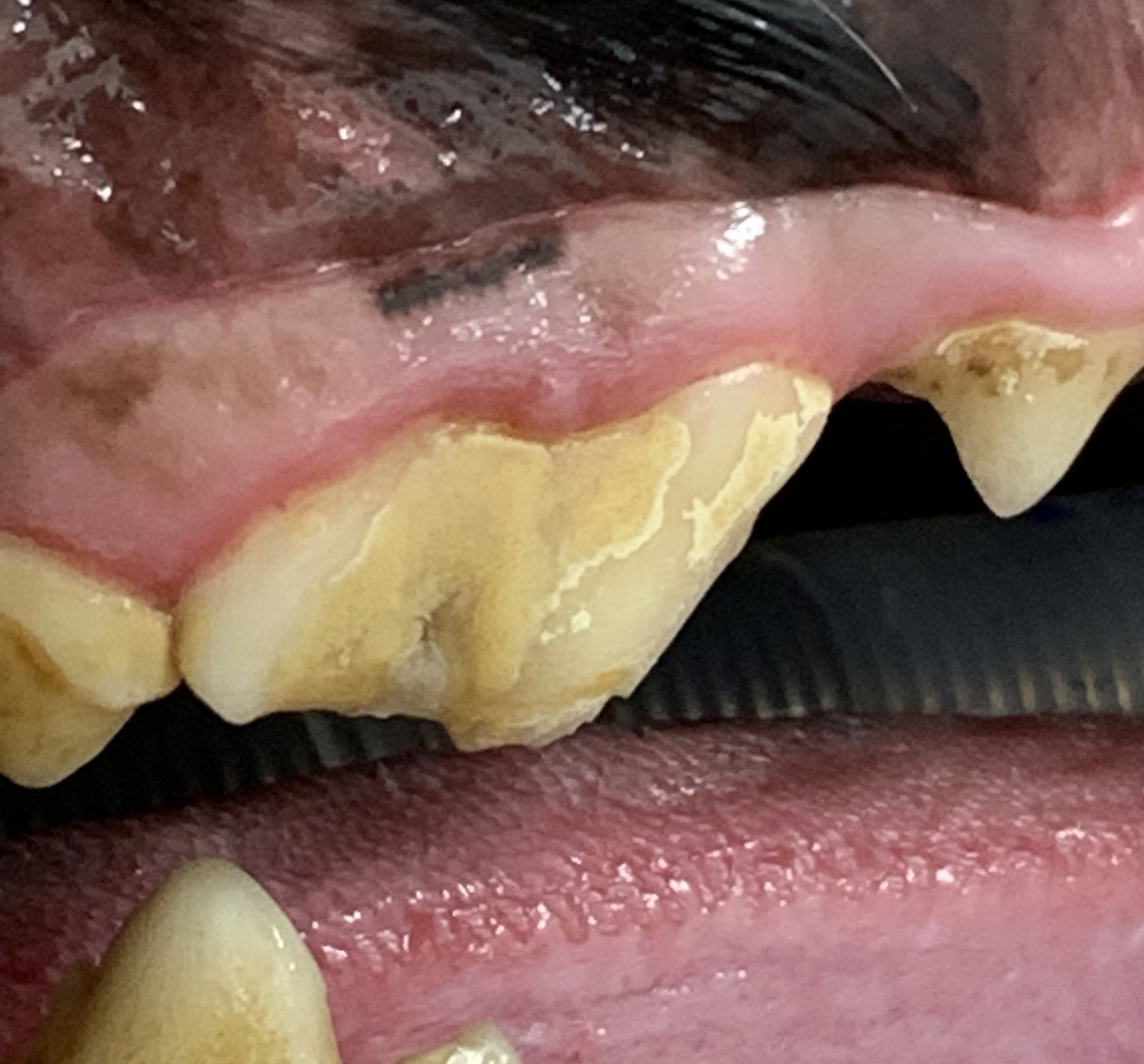 〈歯科症例〉7歳ゴールデンレトリバーさんの破折