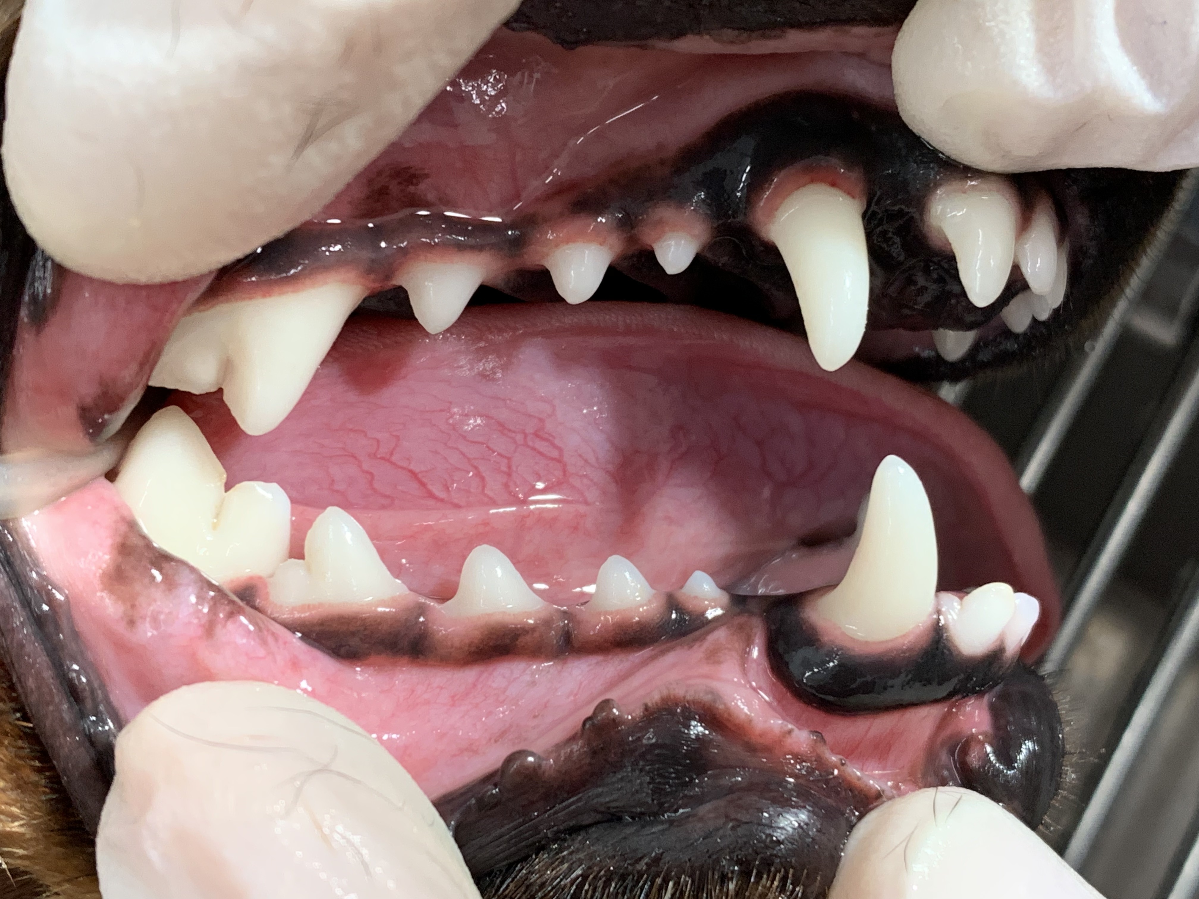 〈歯科症例〉ミニチュアピンシャー、ロキシーちゃんの歯石除去