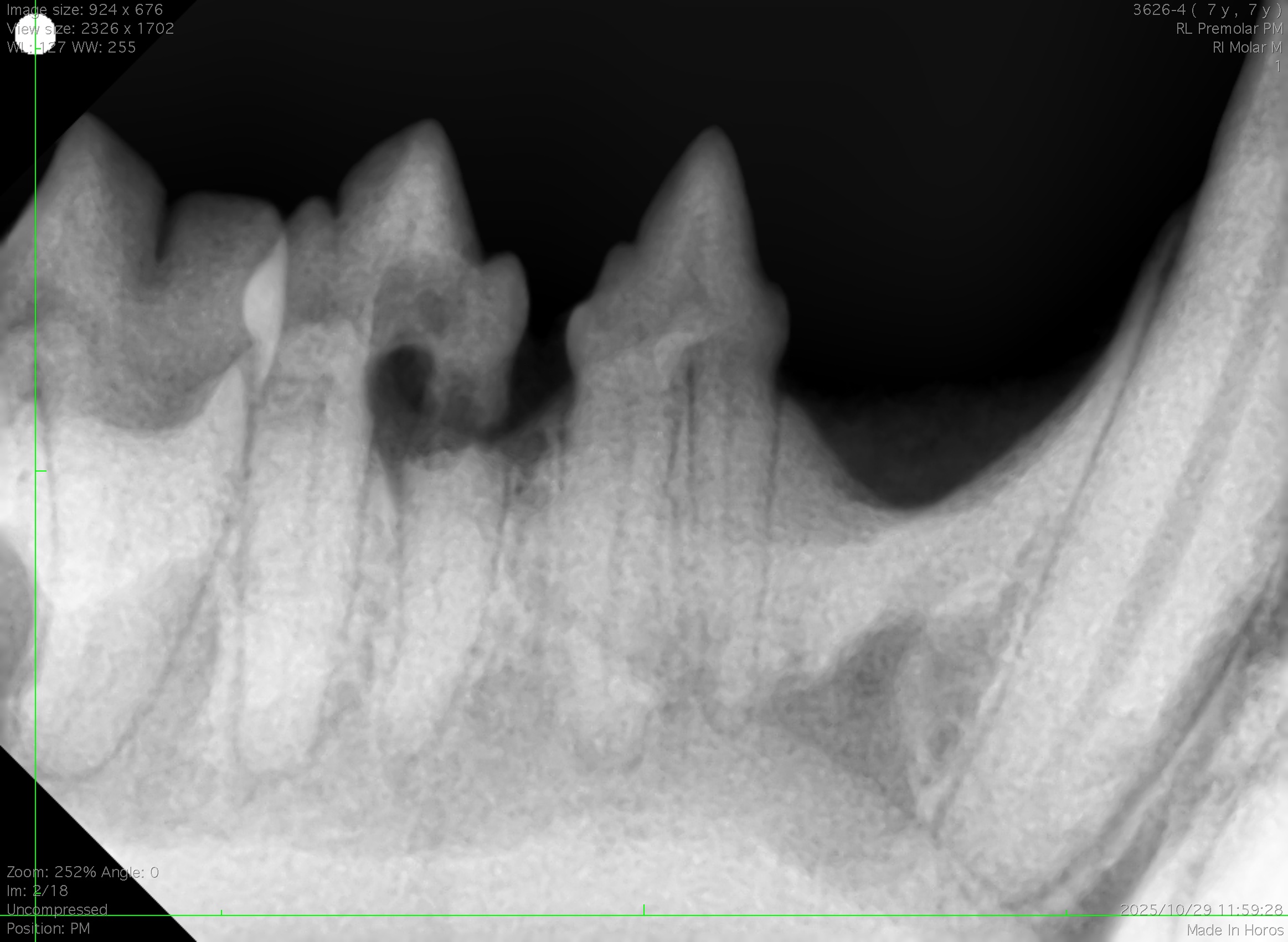 【歯科症例】「吸収病巣」の猫ちゃんの歯科処置