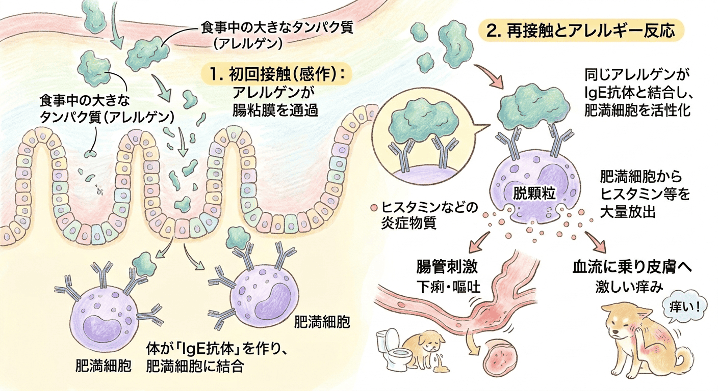 犬が食物アレルギーを発症するしくみ