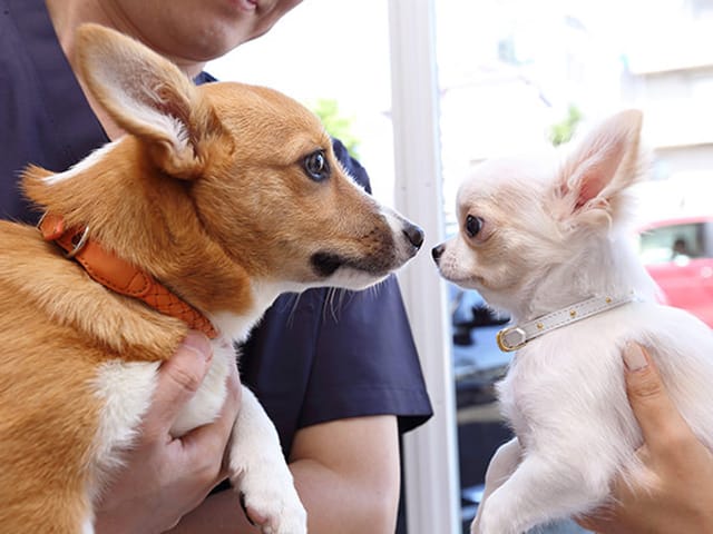 歯科治療に向かう犬