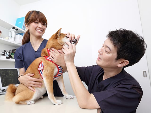 歯科診察中の犬