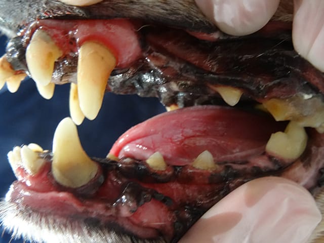歯に歯石の沈着と歯肉炎が見られる犬