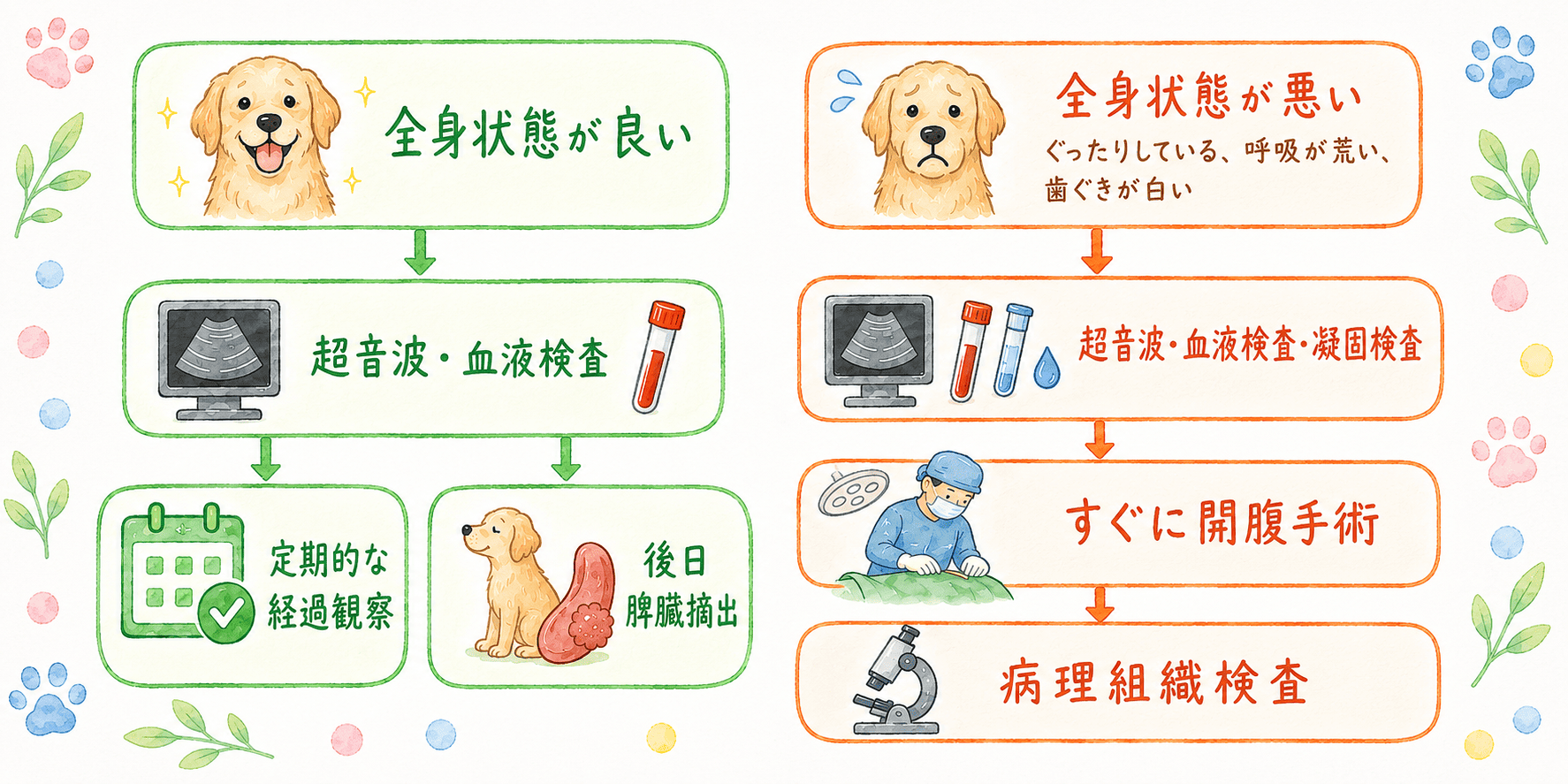 犬の脾臓腫瘤が見つかった後の検査と治療の流れ