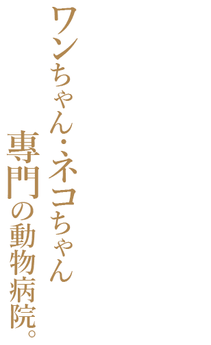 豊富な経験を活かした