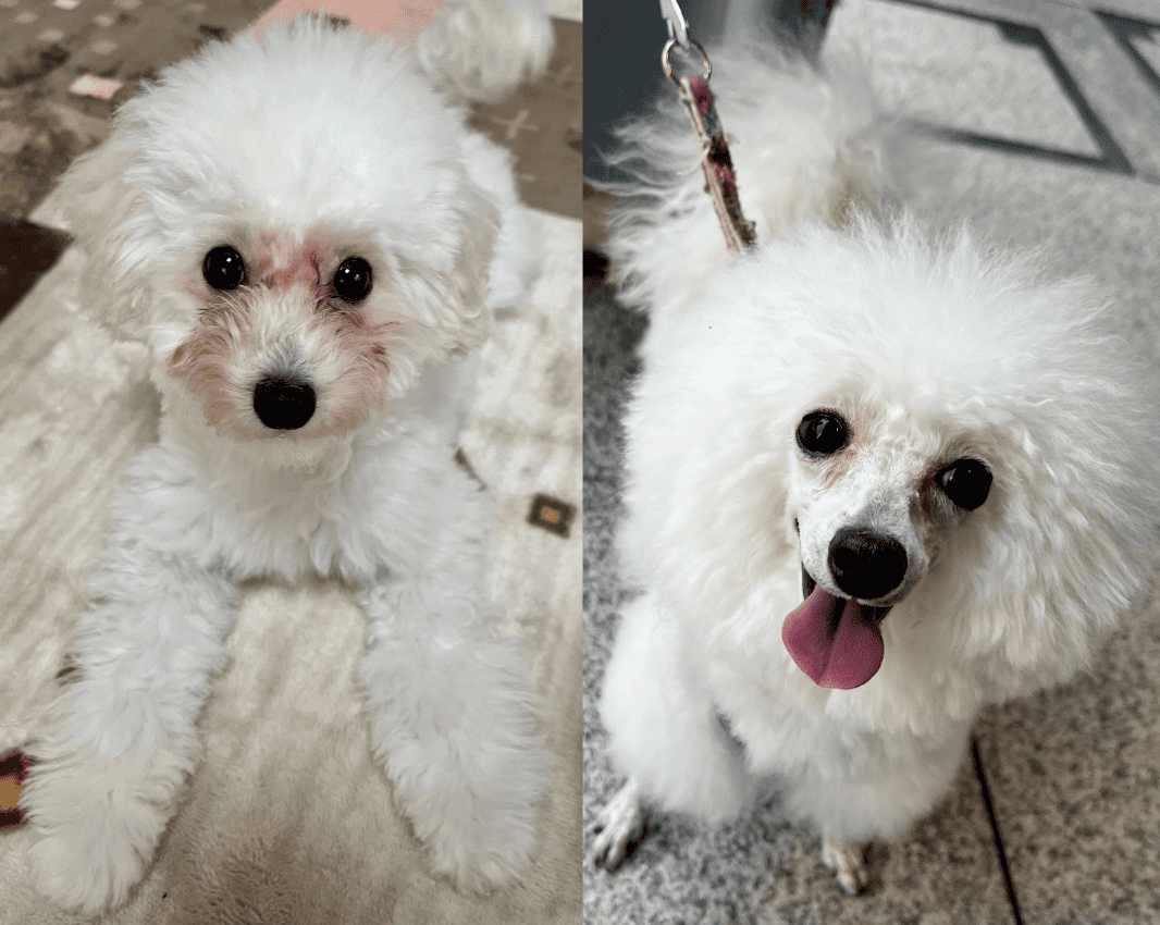 定期的なトリミングと顔バリで涙やけをコントロールできている犬