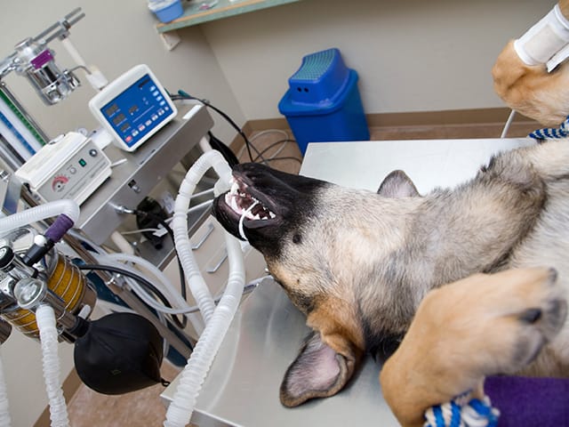 麻酔されている犬