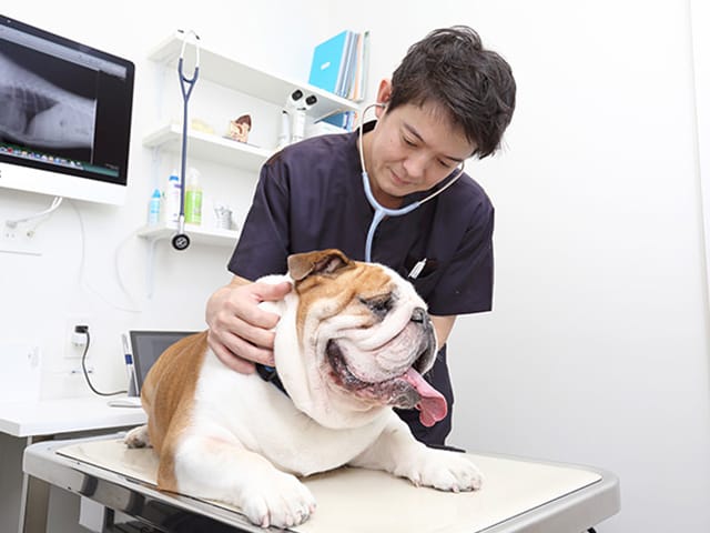 下痢の犬の診察