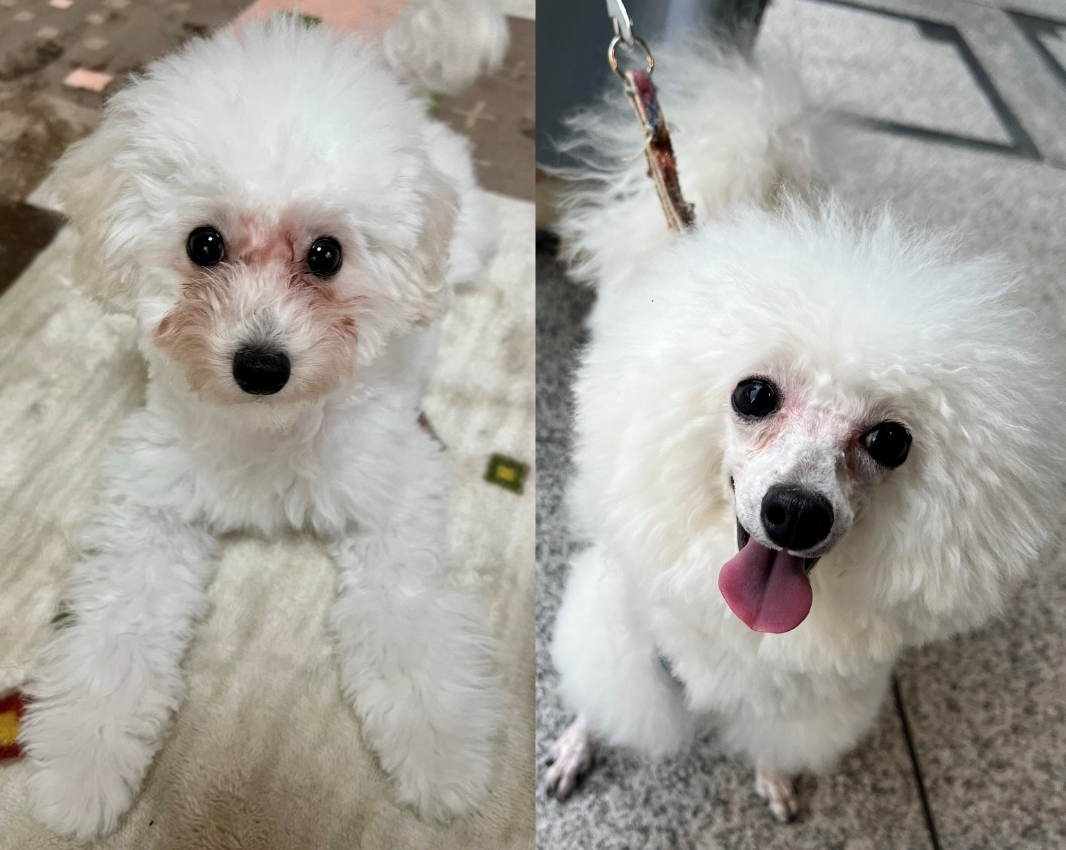定期的なトリミングで涙やけをコントロールできている犬